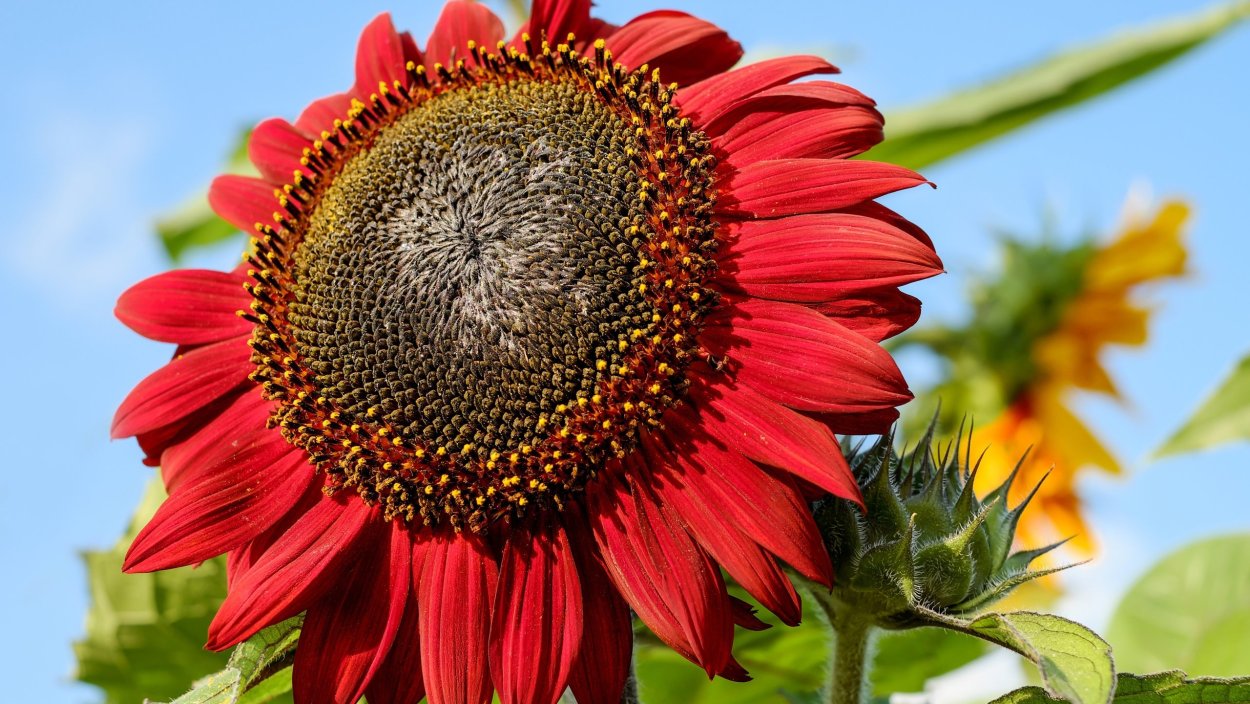 Гелиантус красный