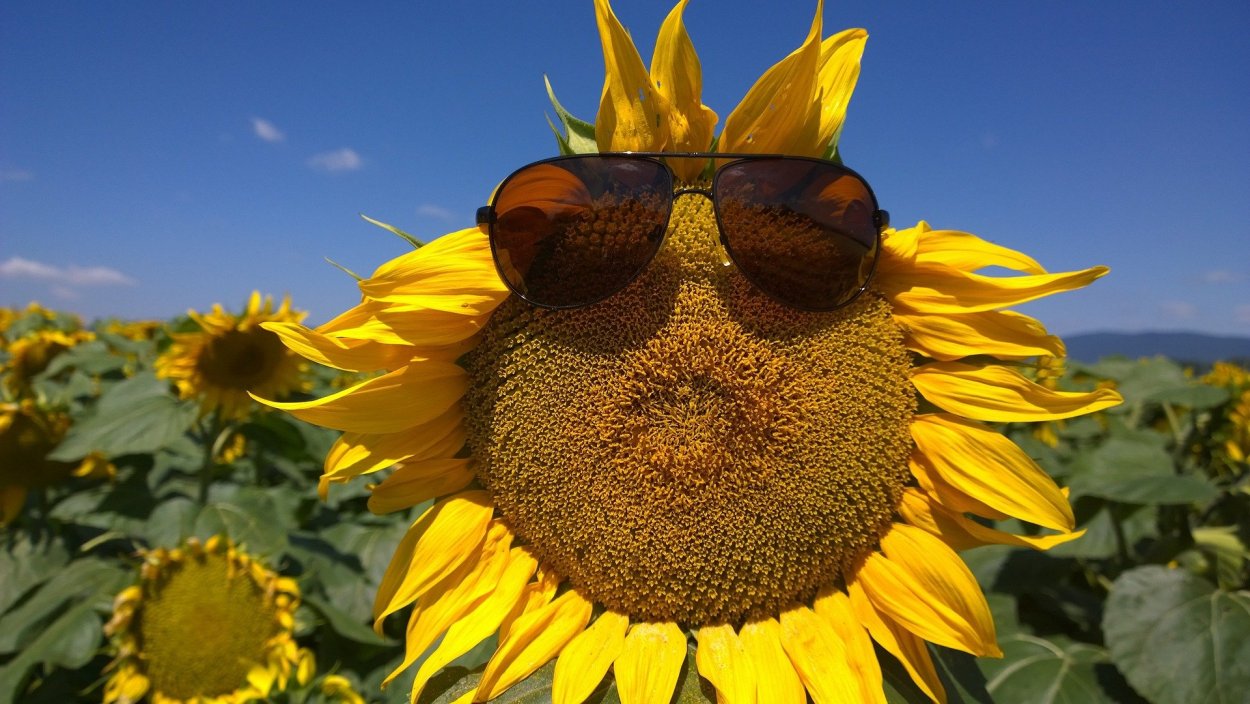 Серединка подсолнуха