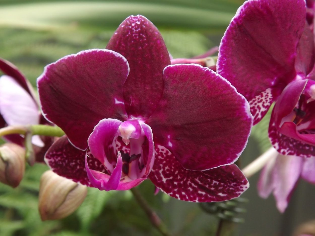 Орхидея оксфорд