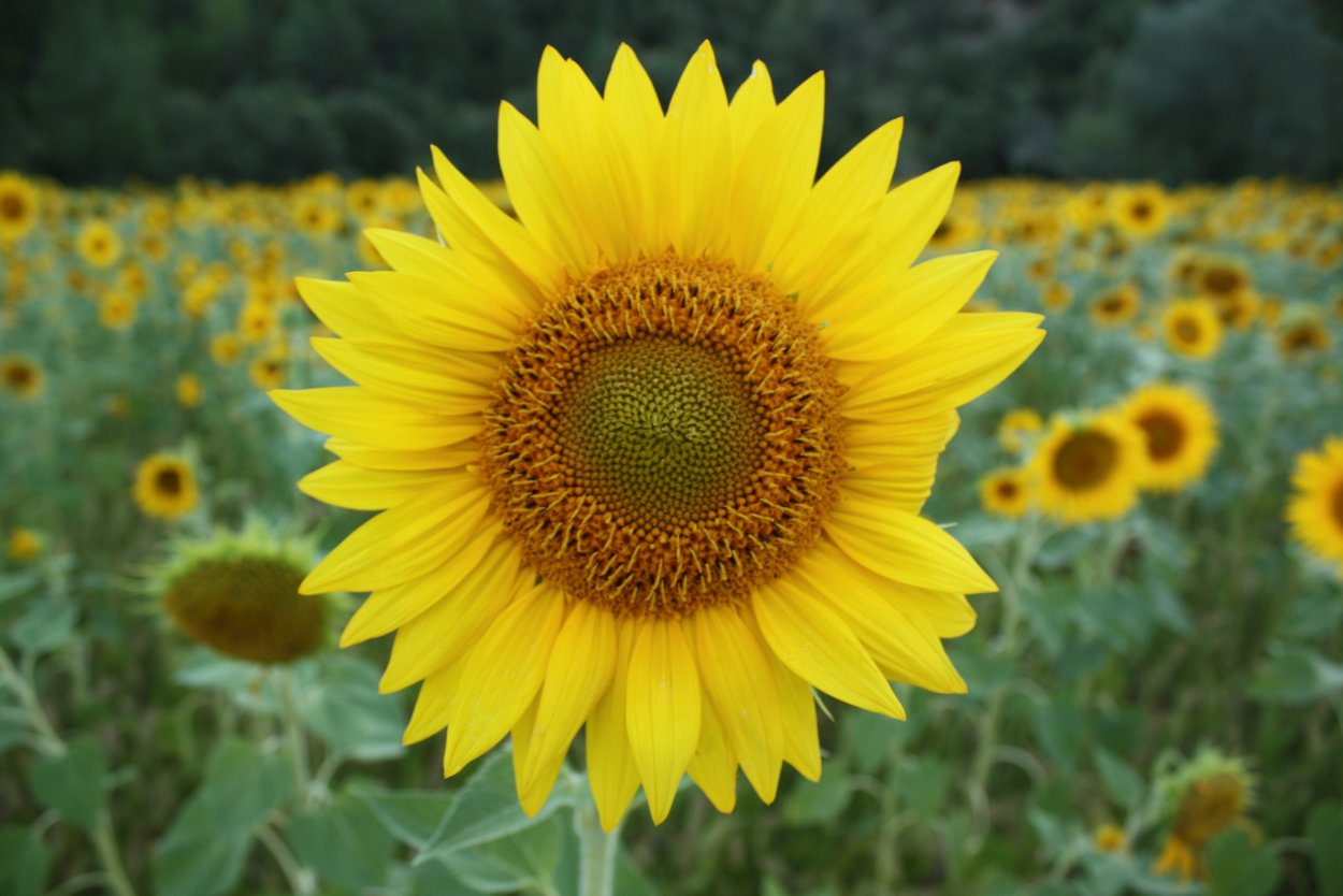 Подсолнечник темно -красный (Helianthus atrorubens)