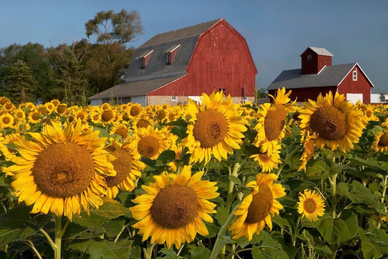Подсолнух пакито Колорадо