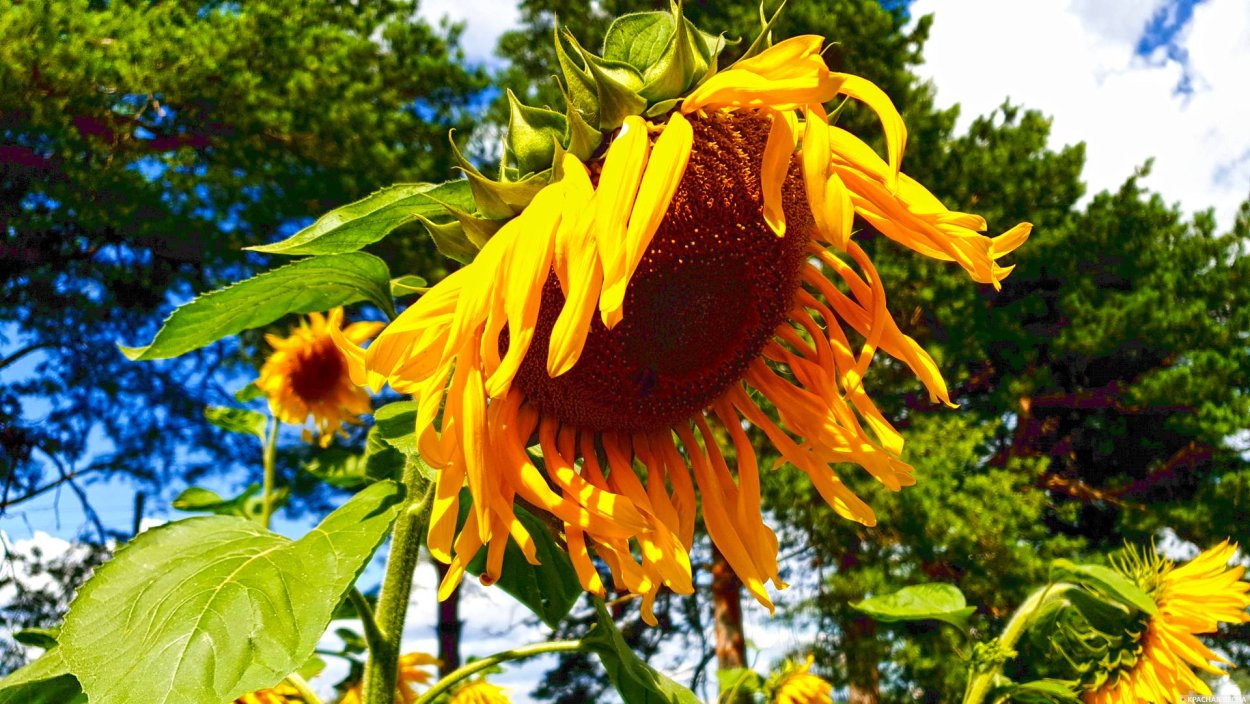 Подсолнечник однолетний Сириус