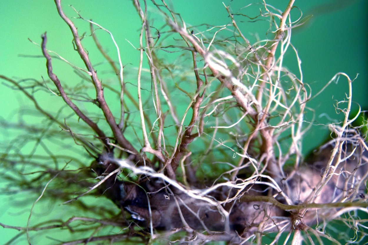 Дерево с длинными корнями