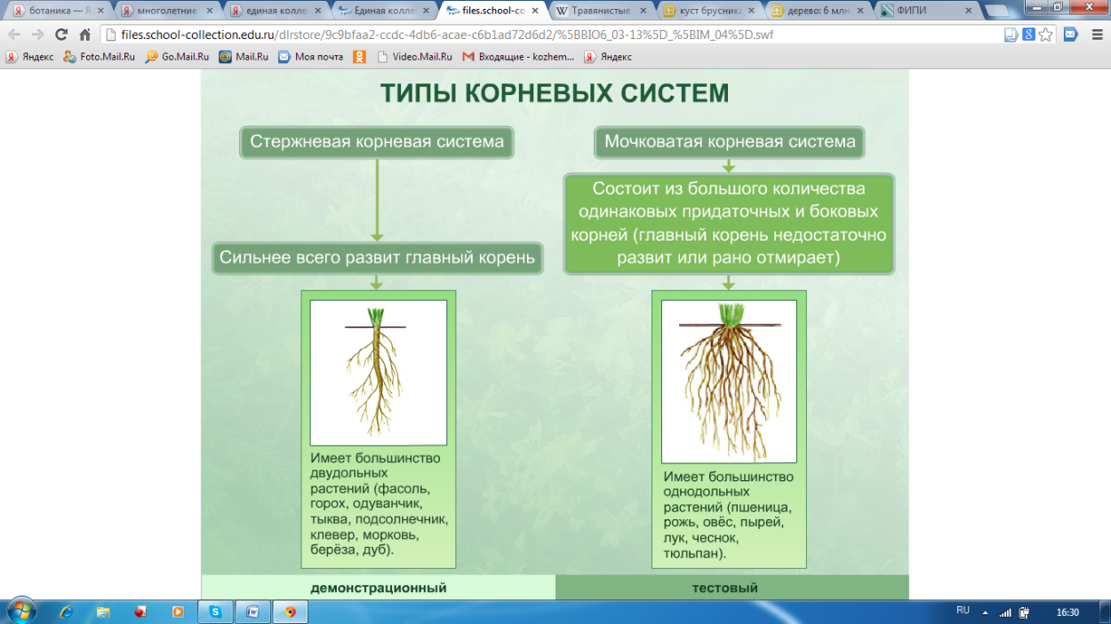 Rhizobium бактерии