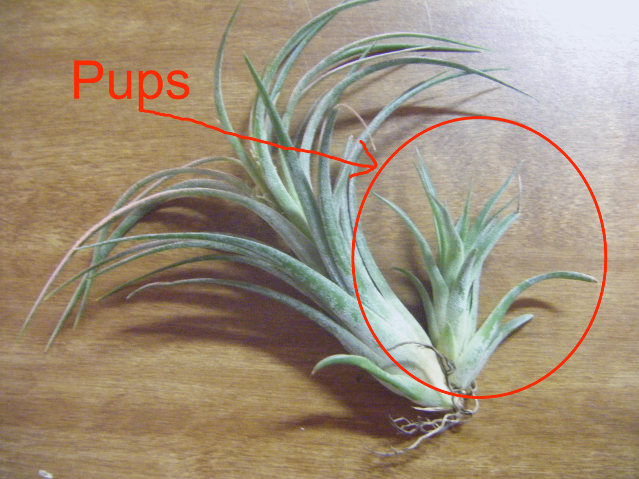 Тилландсия Анита размножение