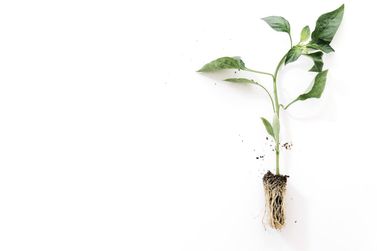 Росток растения на белом фоне