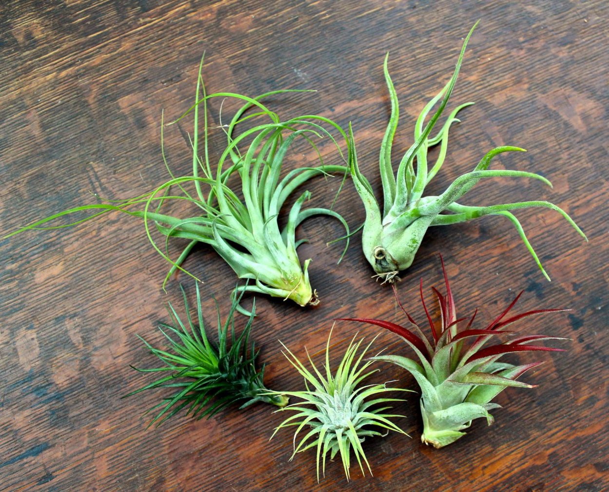 Растения без корней