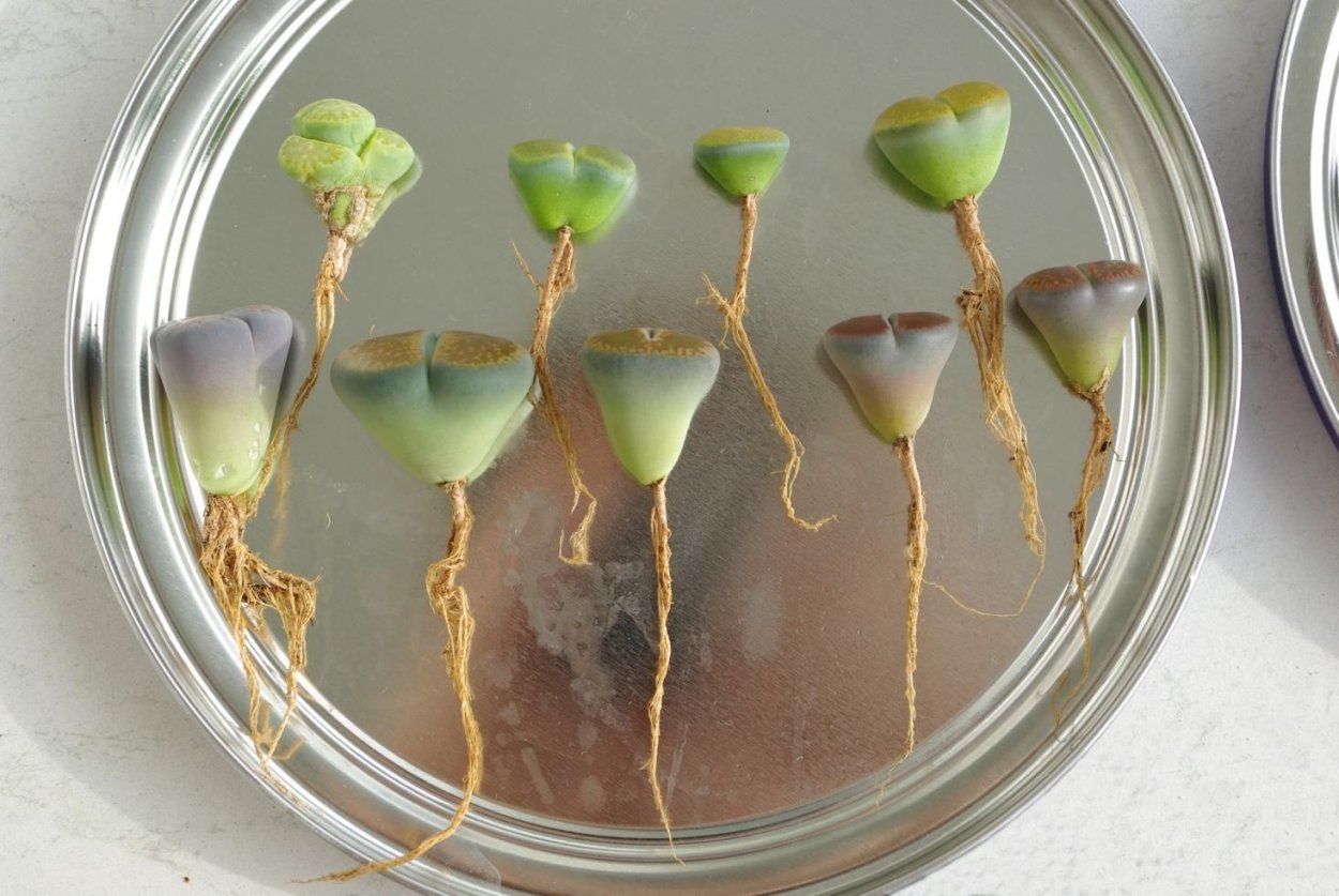 Южная галловая нематода