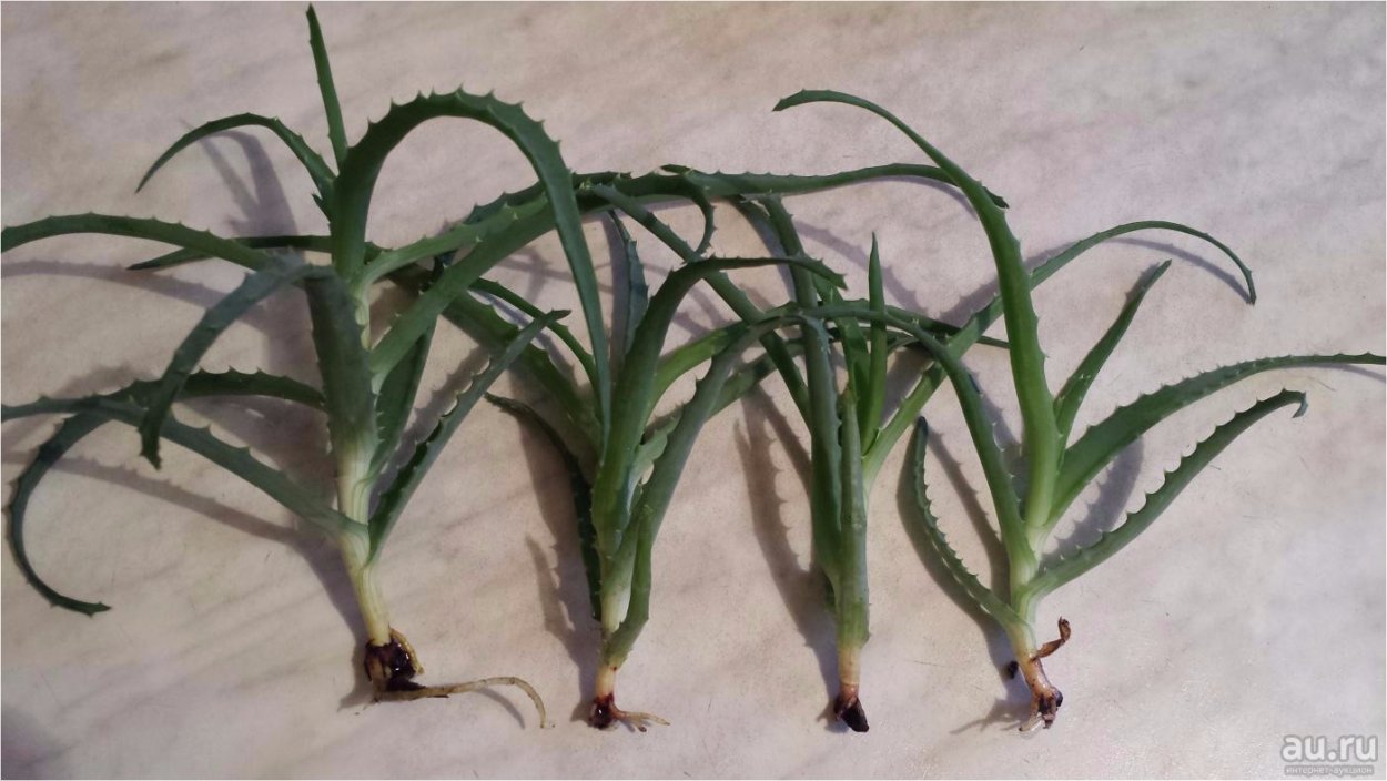 Черенки алоэ древовидного