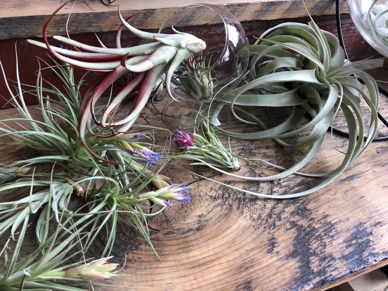Tillandsia aeranthos в темном фоне