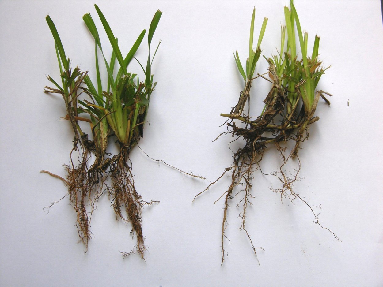 Корень растения Скерда