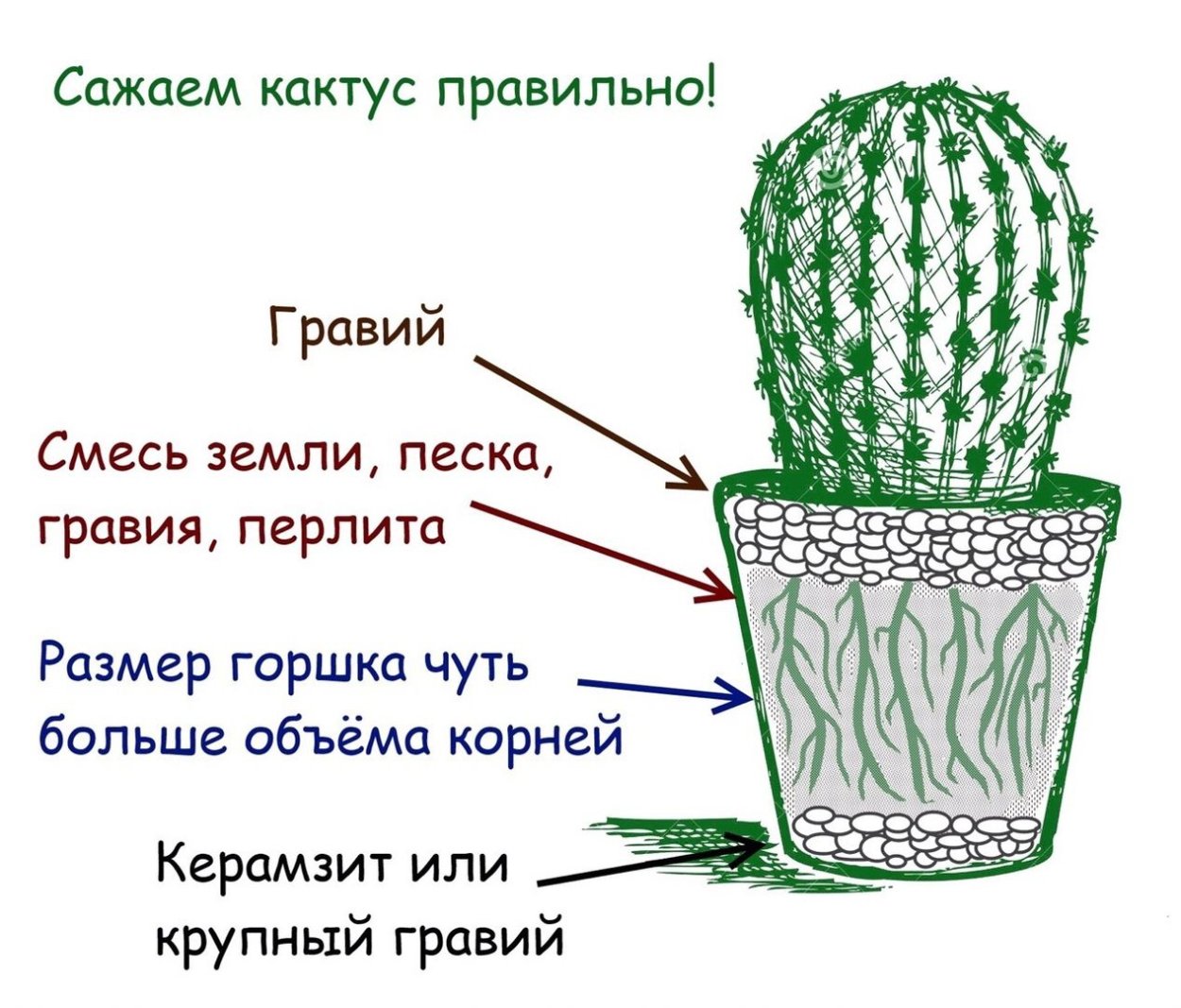 Корни драцены