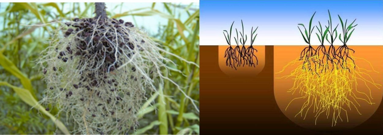 Микориза на корнях