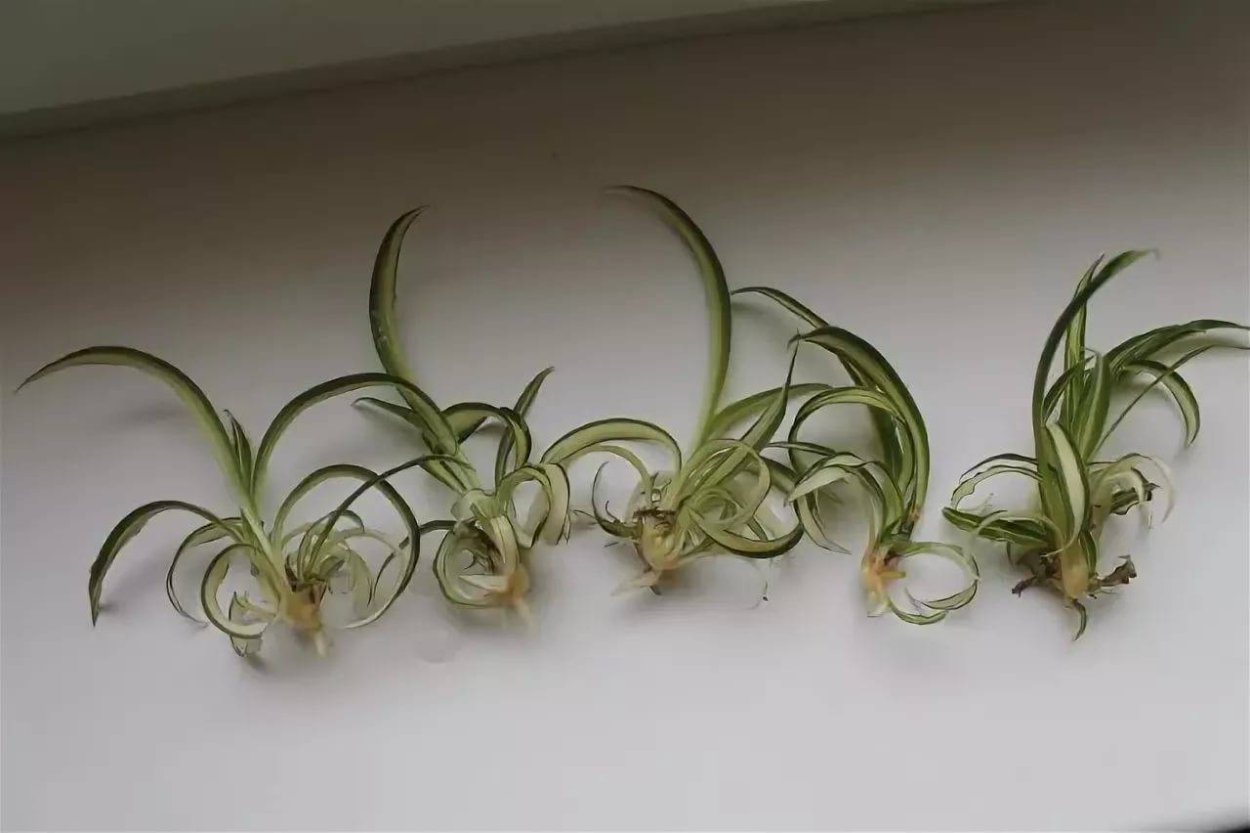 Тилландсия атмосферная