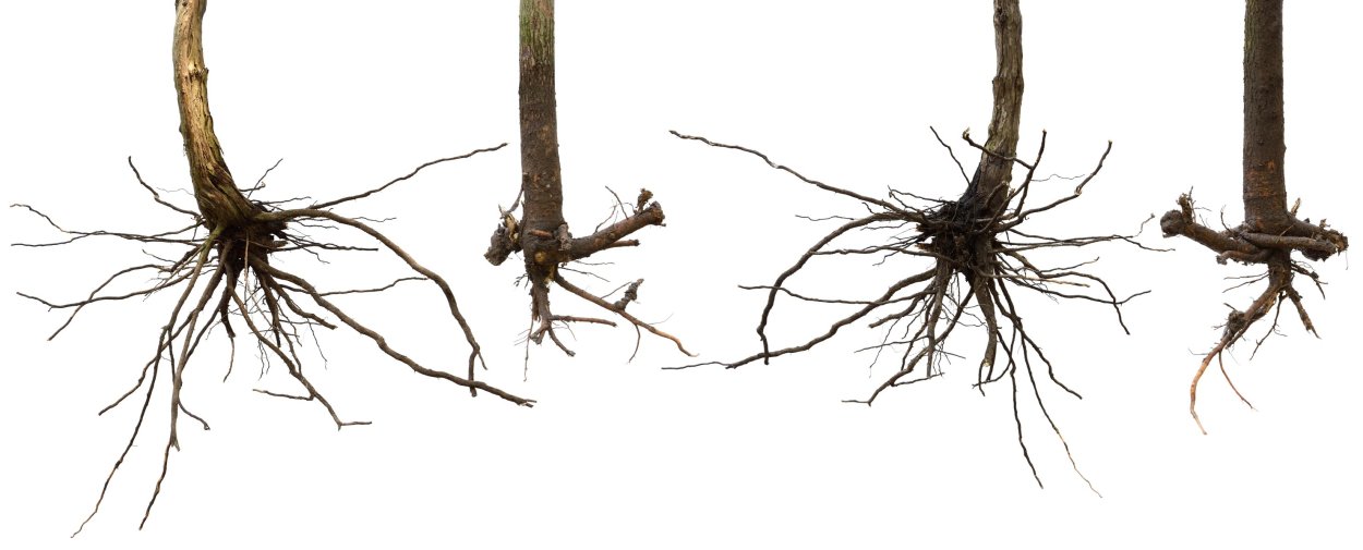 Корни женьшеня и Мандрагоры