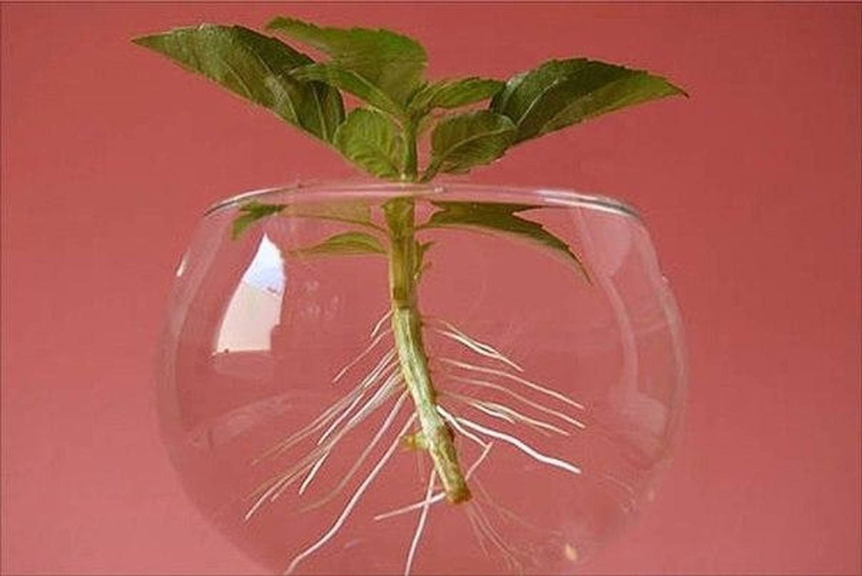 Фикус бенгальский эпифит