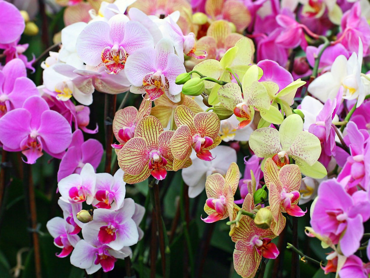 Орхидеи бонито