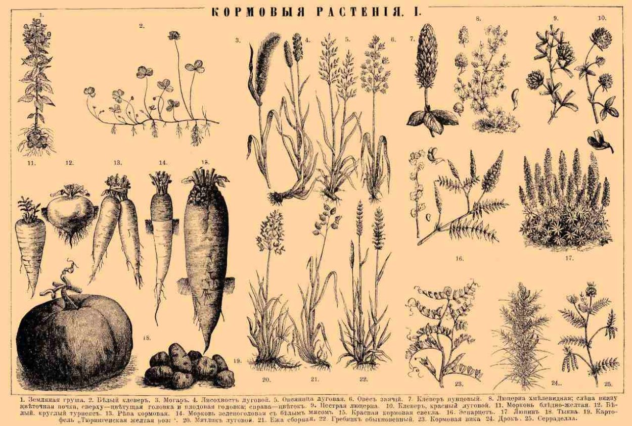Кормовые травы