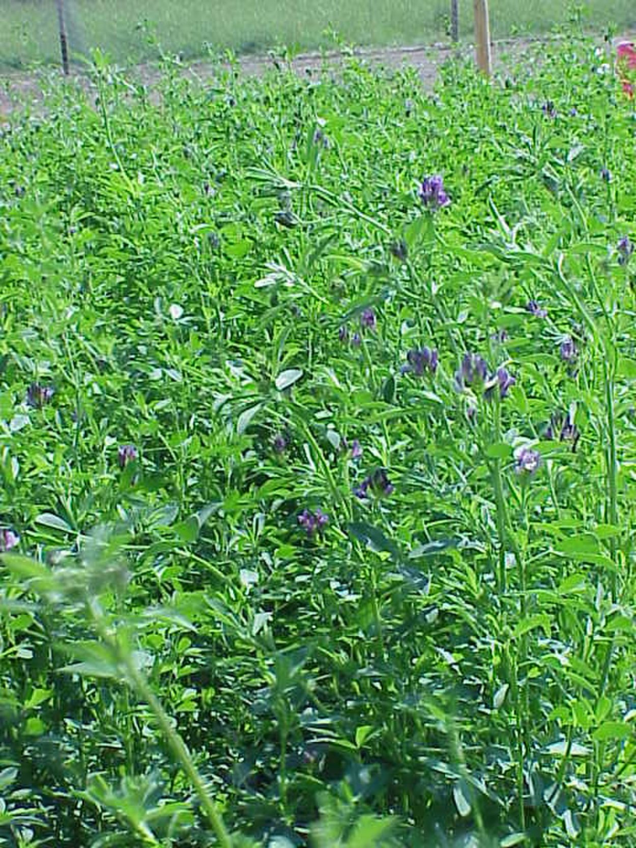 Кормовые травы для скота