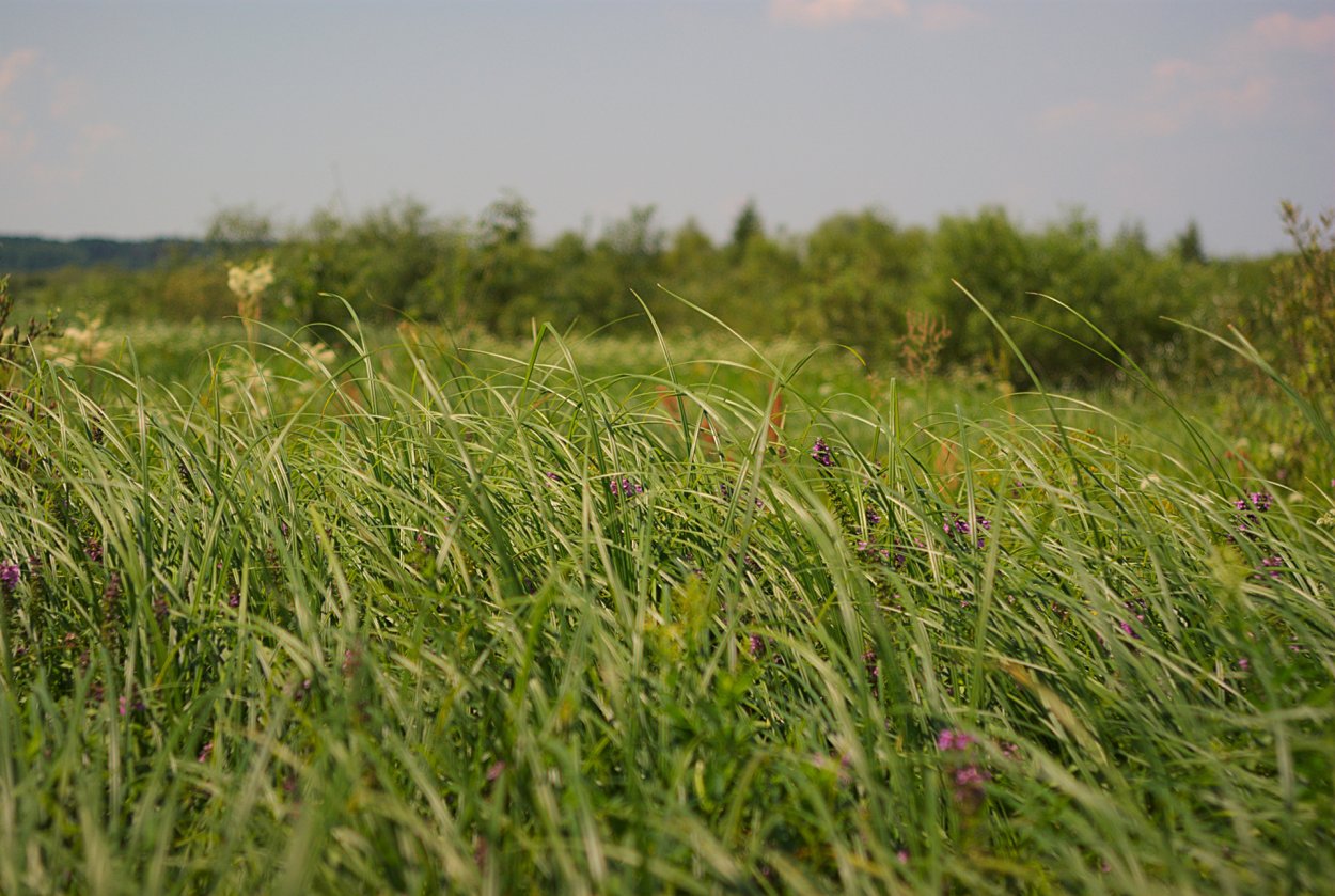 Растительность травяная Луговая разнотравье