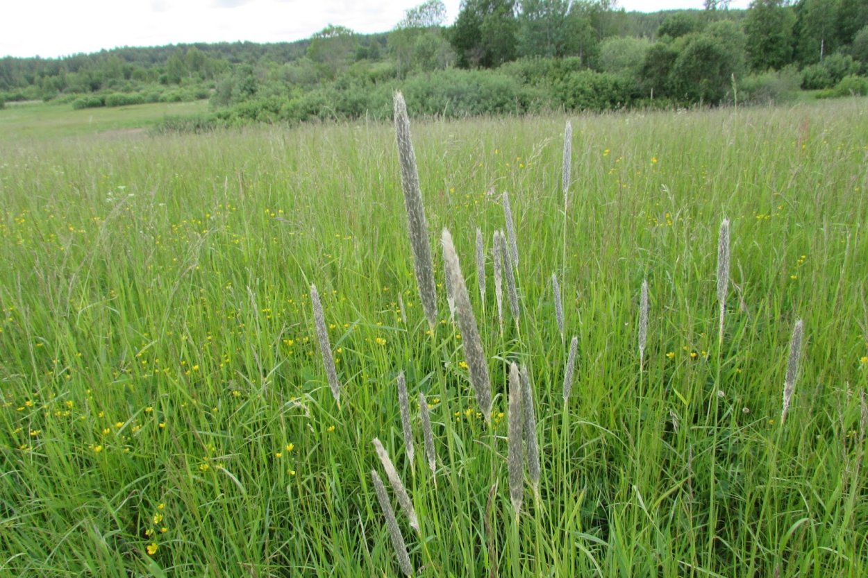 Тимофеевка Луговая и Лисохвост Луговой