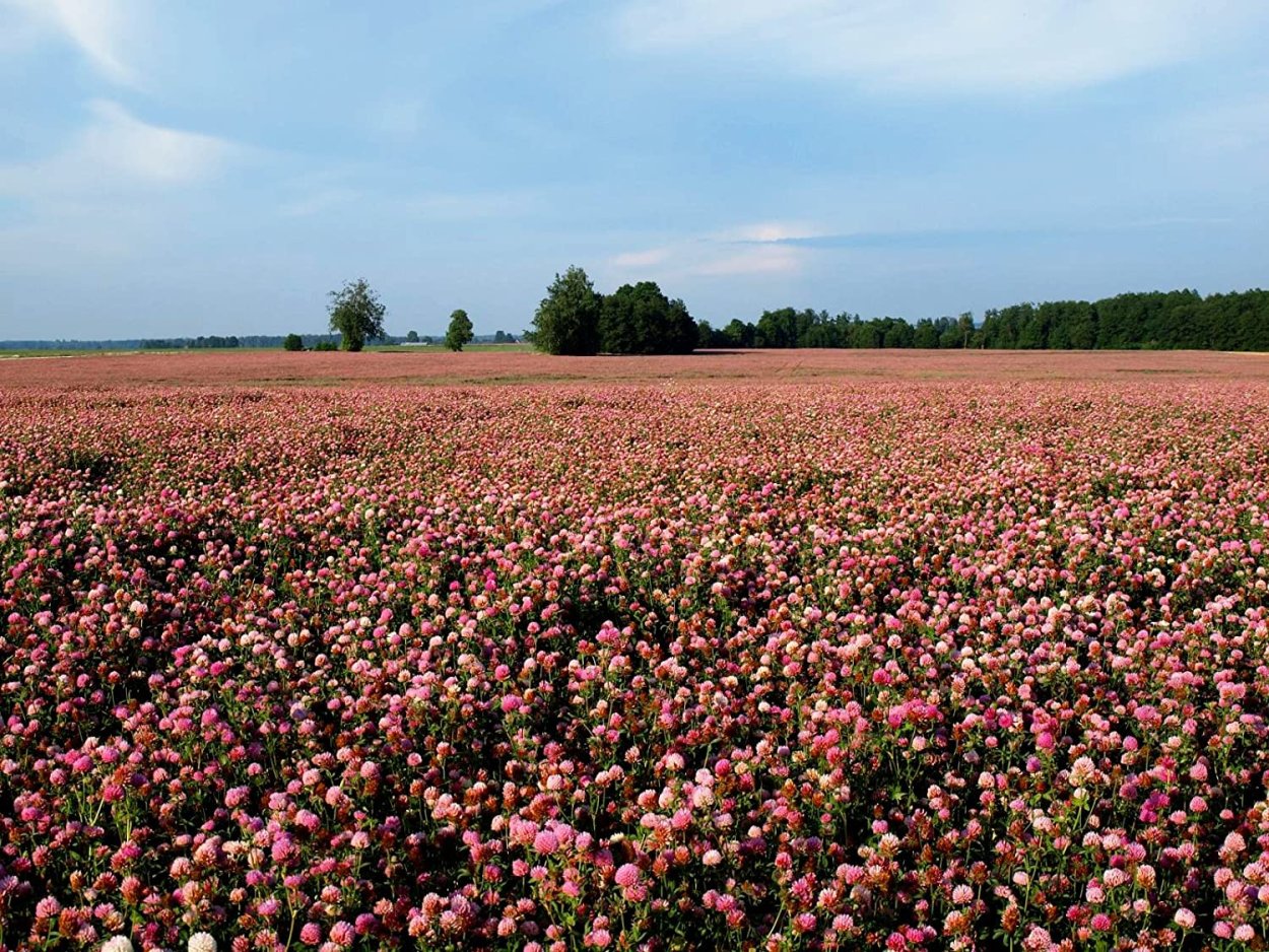 Тимофеевка Луговая