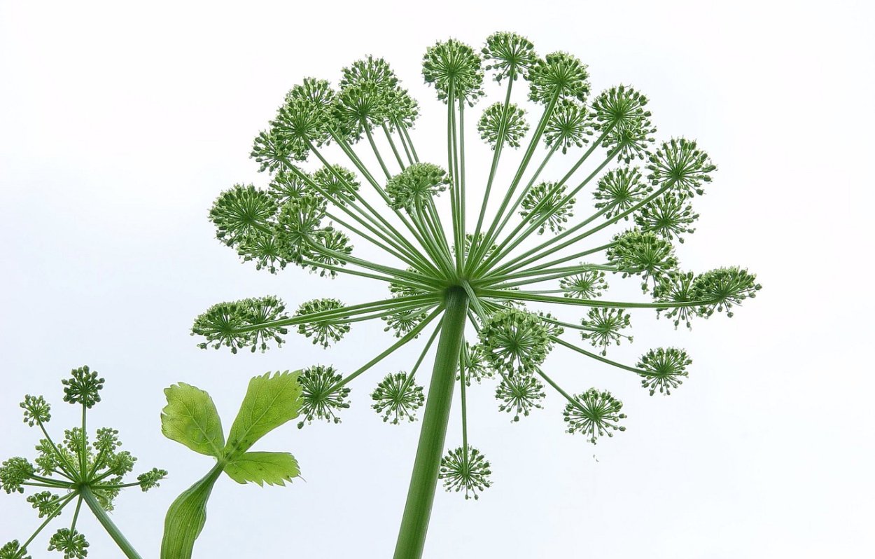 Цветок курая Башкортостан