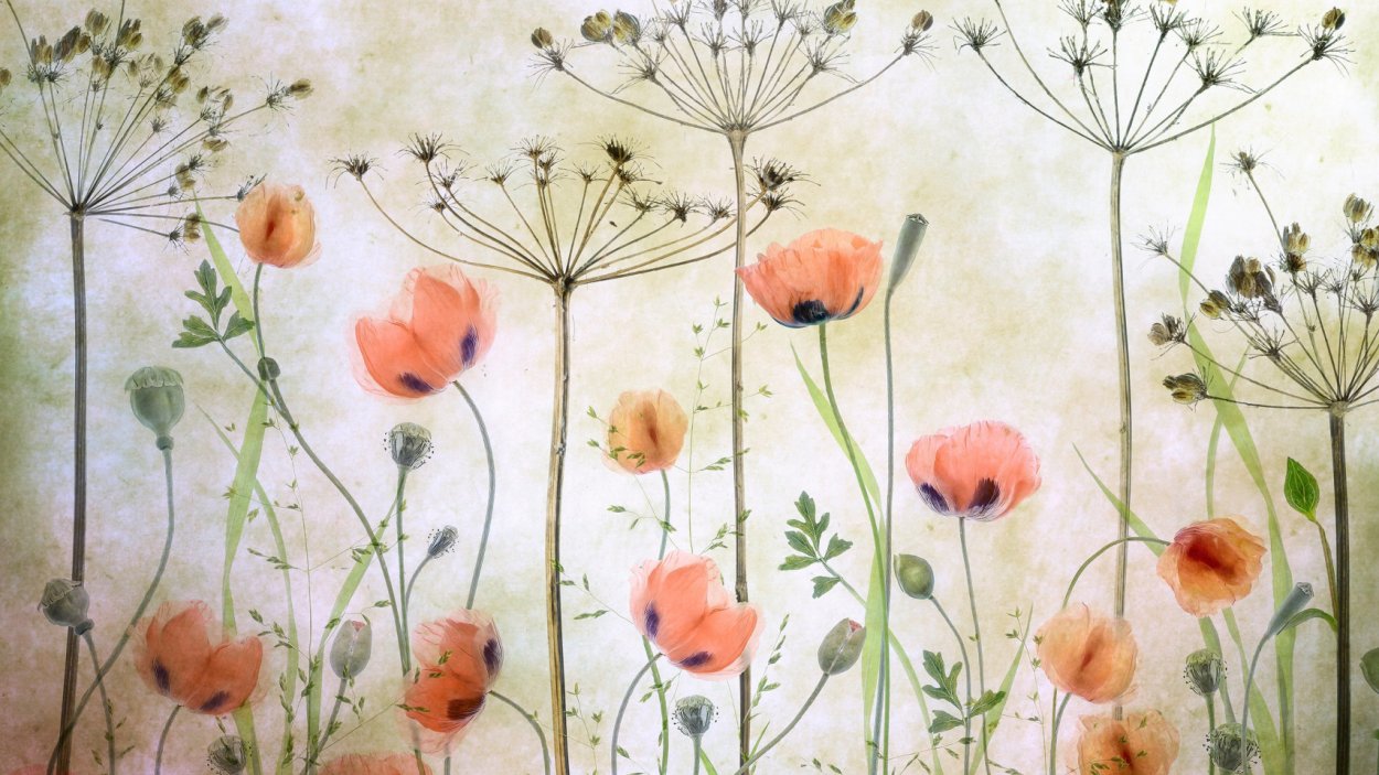 Семена одуванчика Genshin Impact