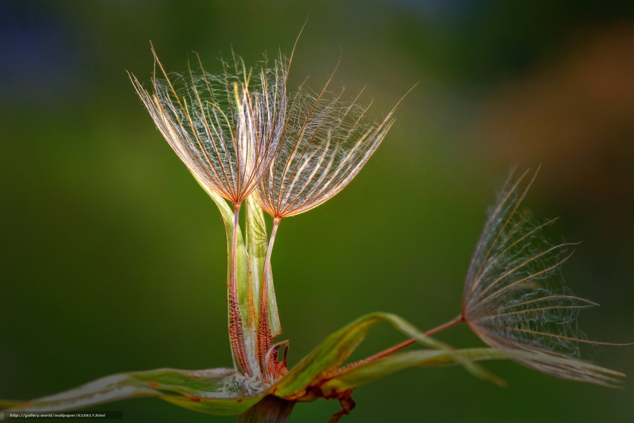 Макрофотографии растений