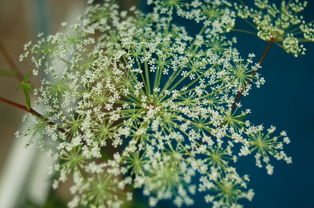 Фенхель соцветие