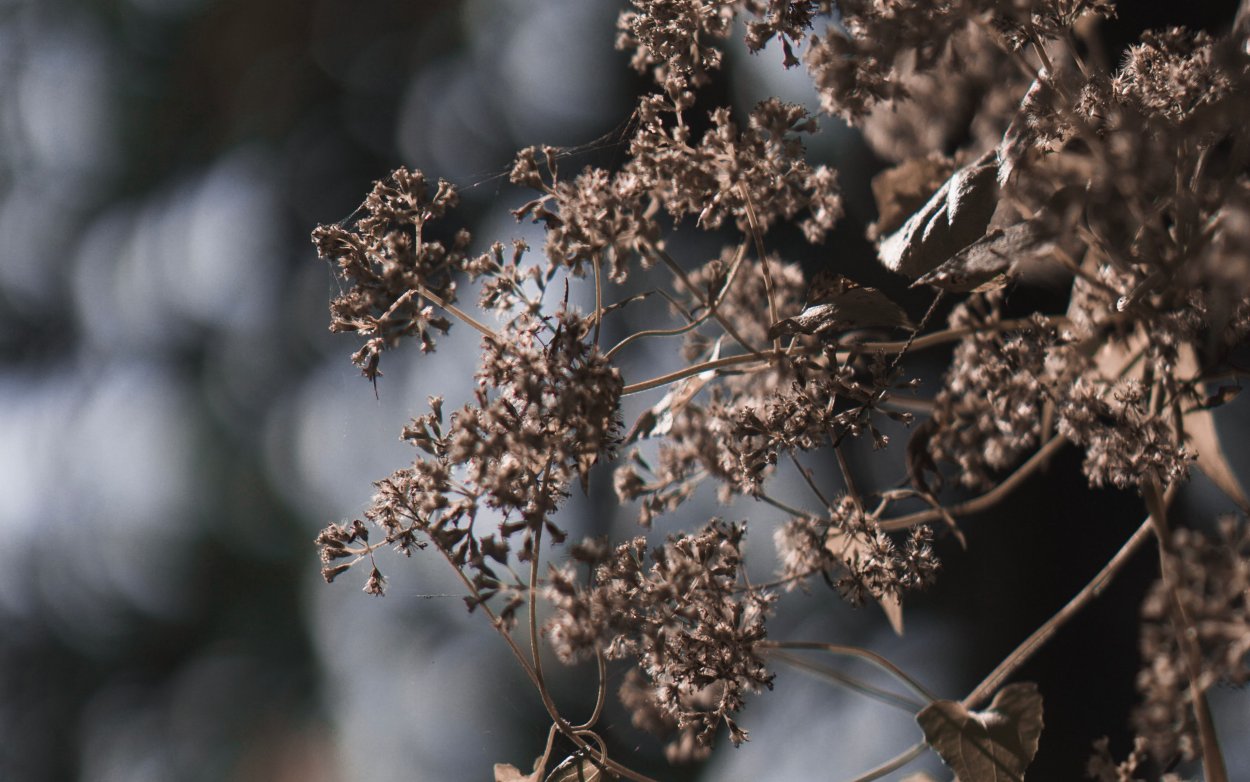 Vintage object Cobwebs