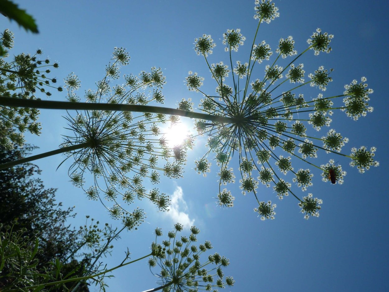 Сныть соцветие