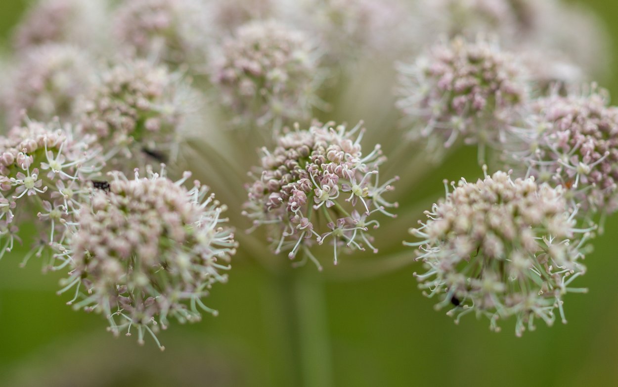 Зонтичные луговые цветы