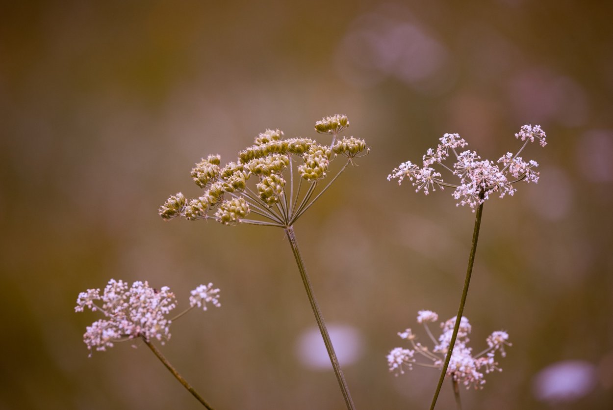 Луговая трава зонтичная