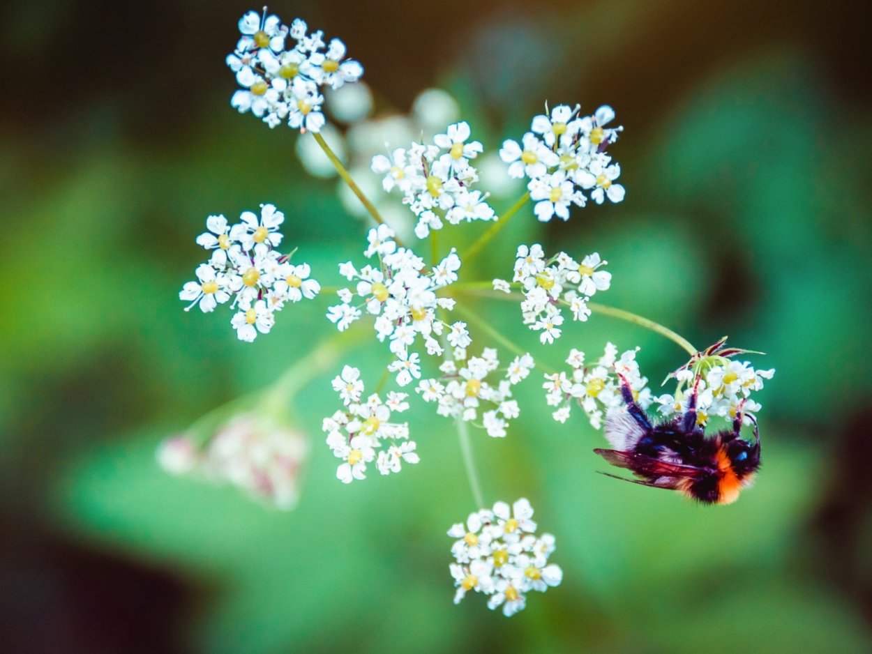 Пыльца зонтичных