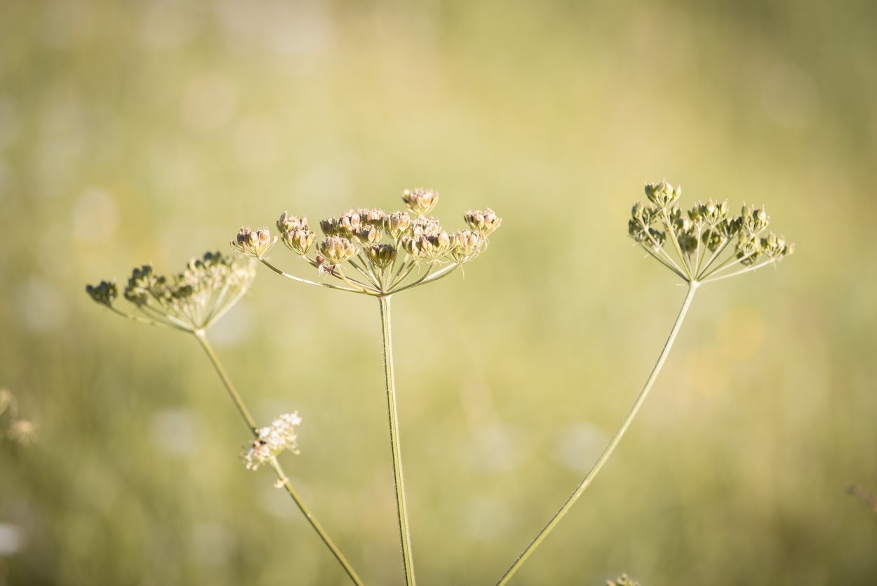 Цветы зонтичные бежевые