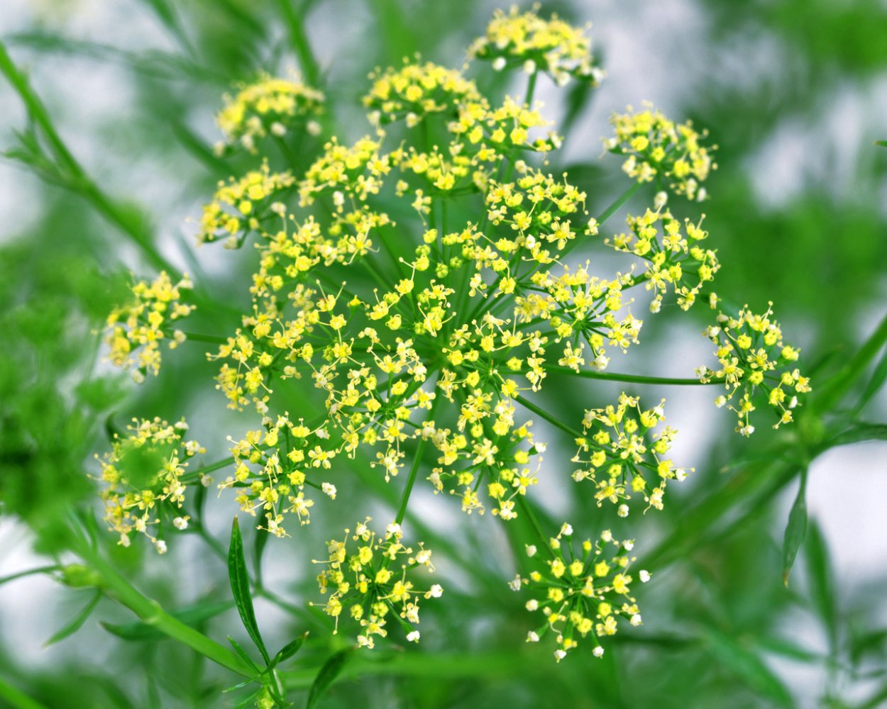 Зонтичные крестоцветные