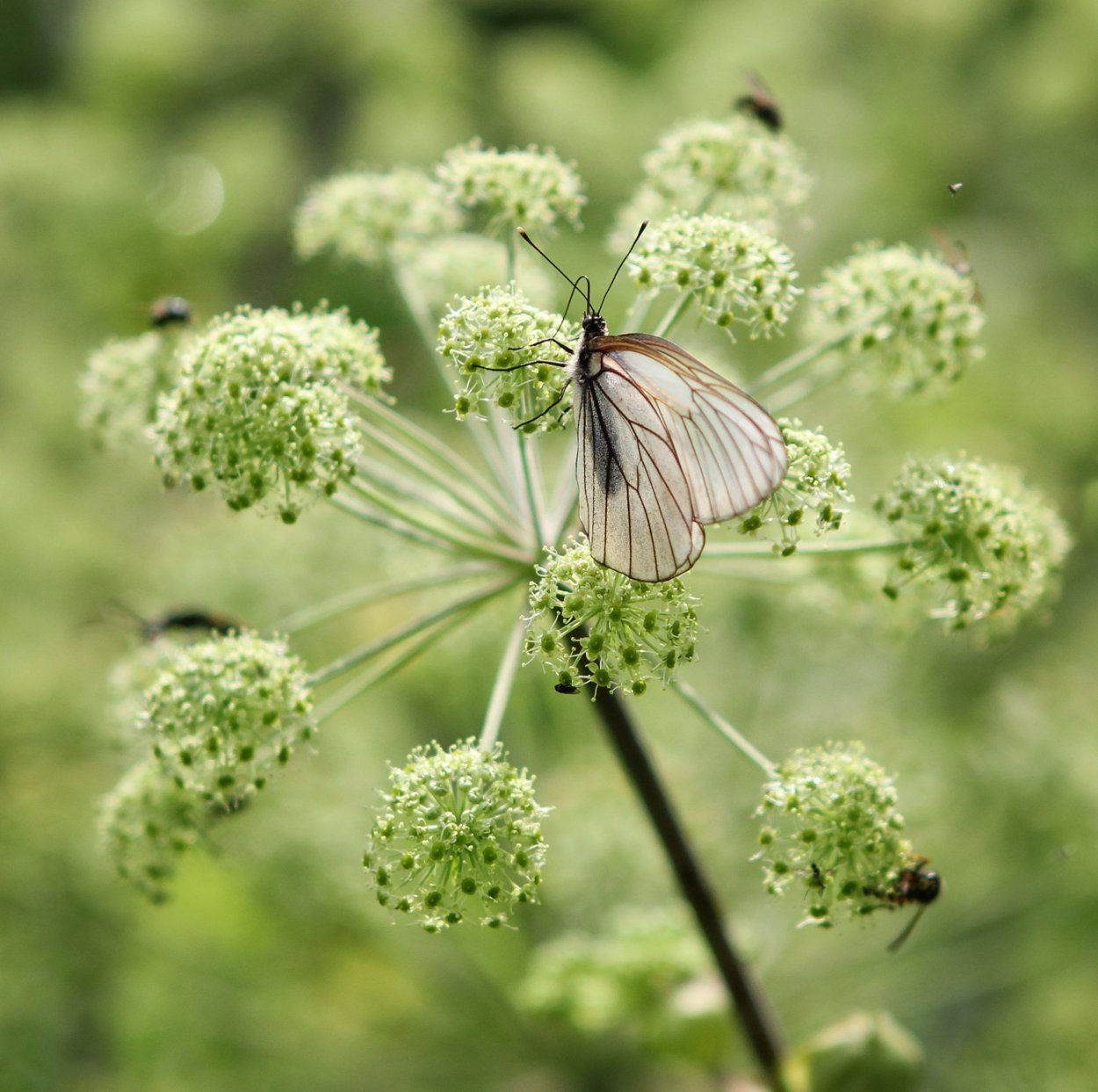 Болиголов пятнистый (омег)