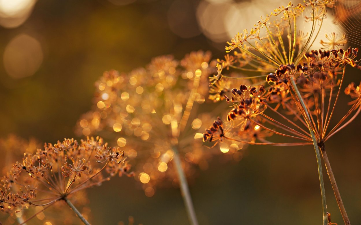 Растение похожее на укроп с желтыми зонтиками