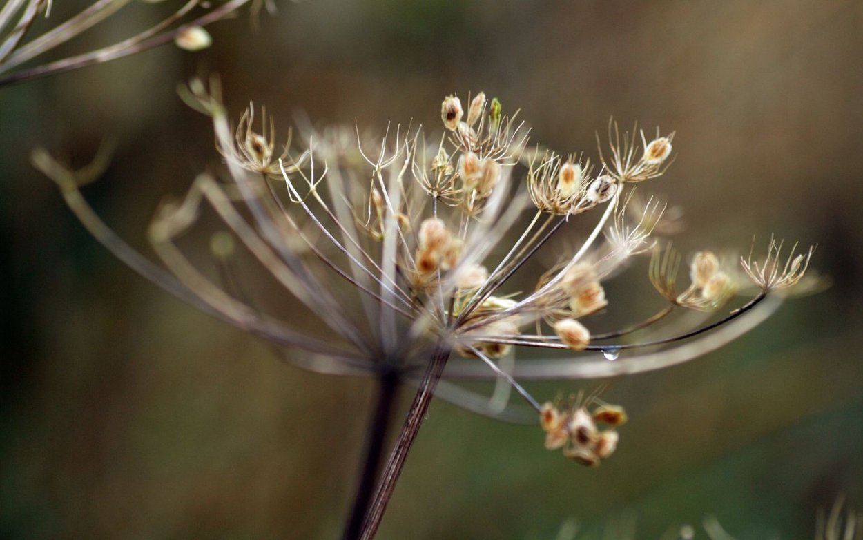 Сухоцветы Макросъемка