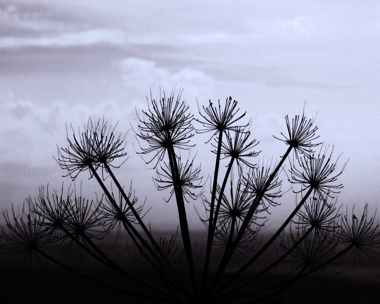 Фракталы зонтичные деревья