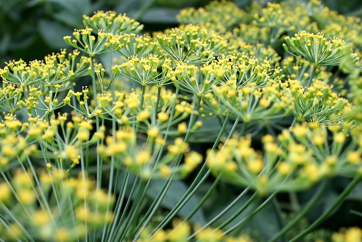 Цветок с листьями укропа