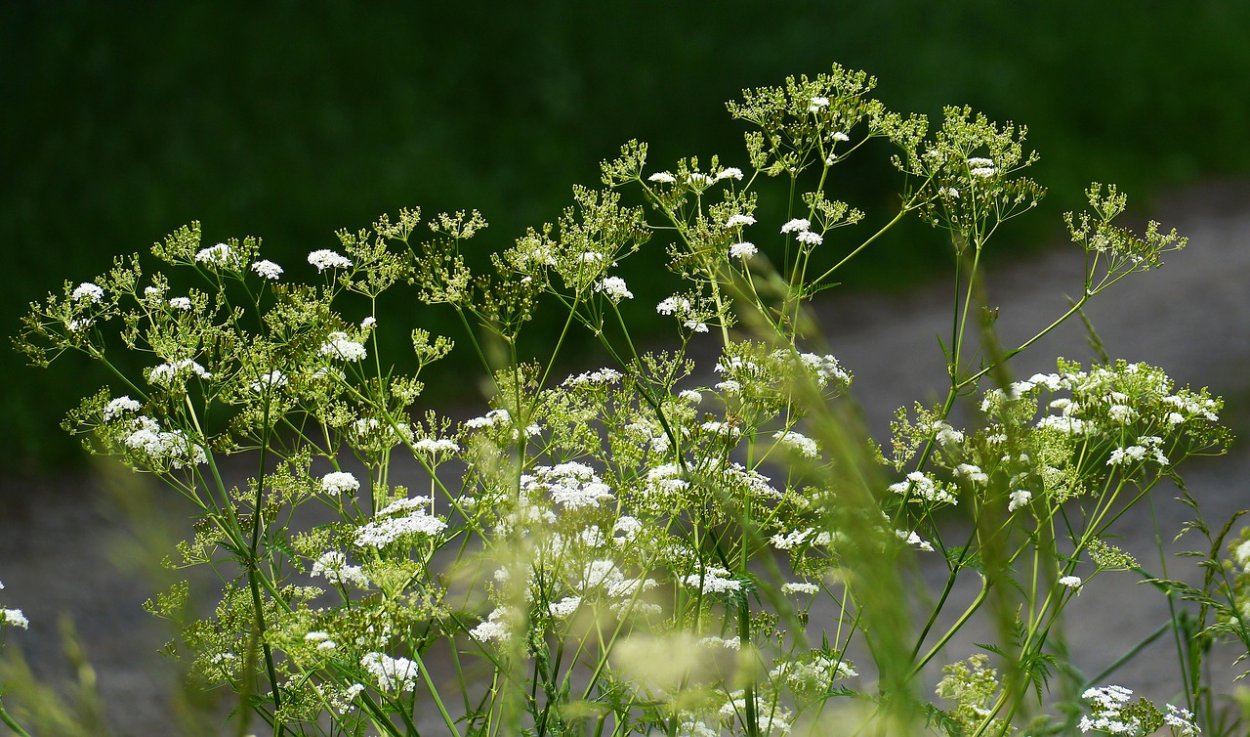 Дудник Лесной (Angelica Sylvestris)