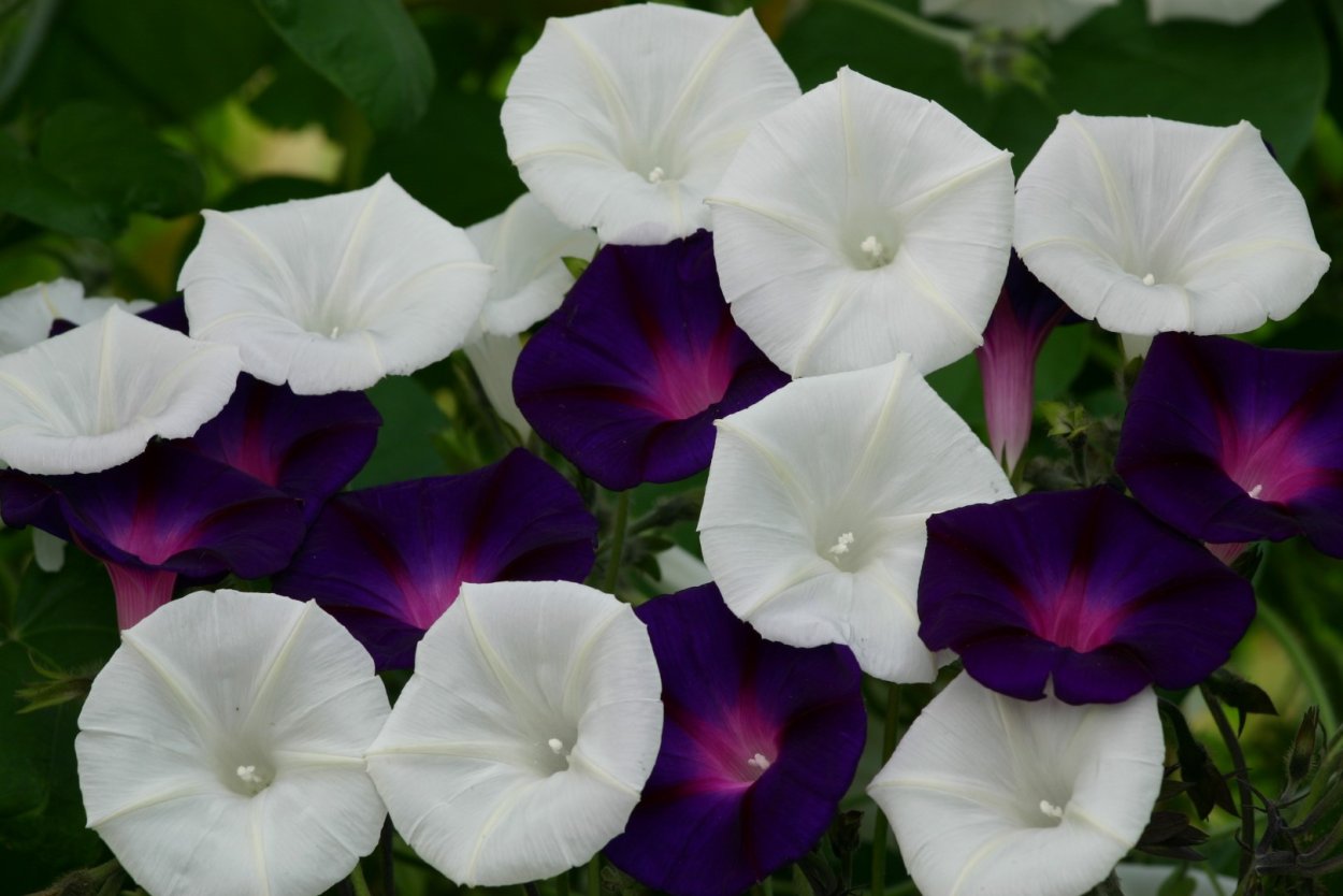 Бругмансия Датура