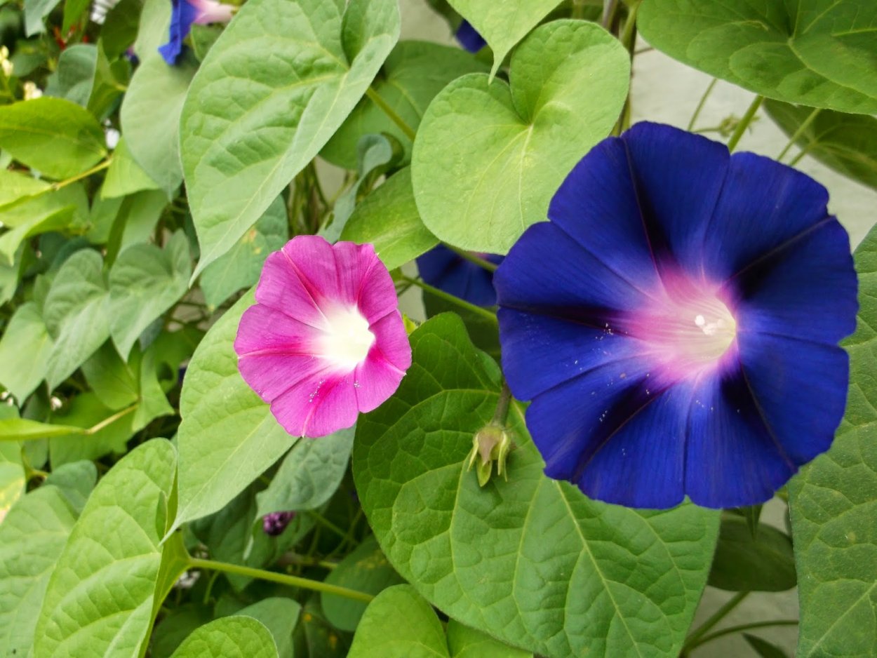 Бругмансия – трубы ангелов