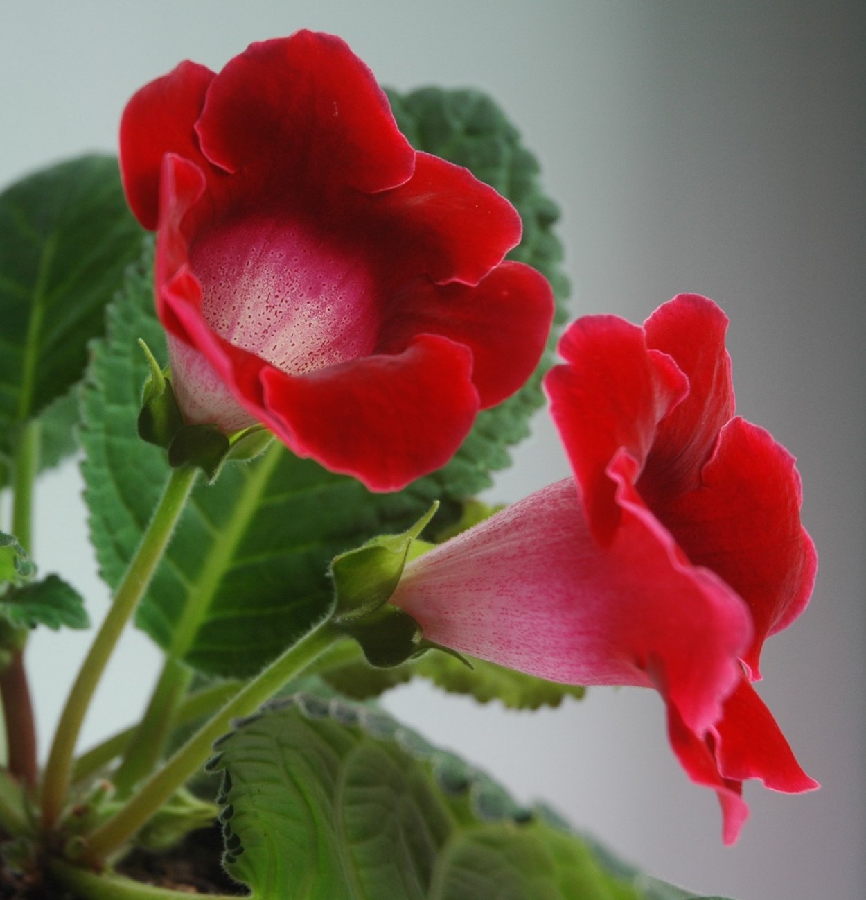 Южные граммофончики