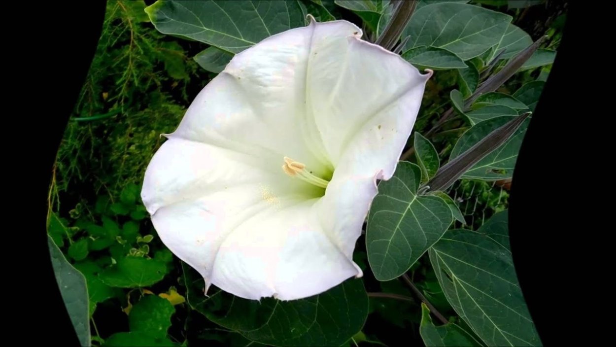 Цветок Лиана кампсис