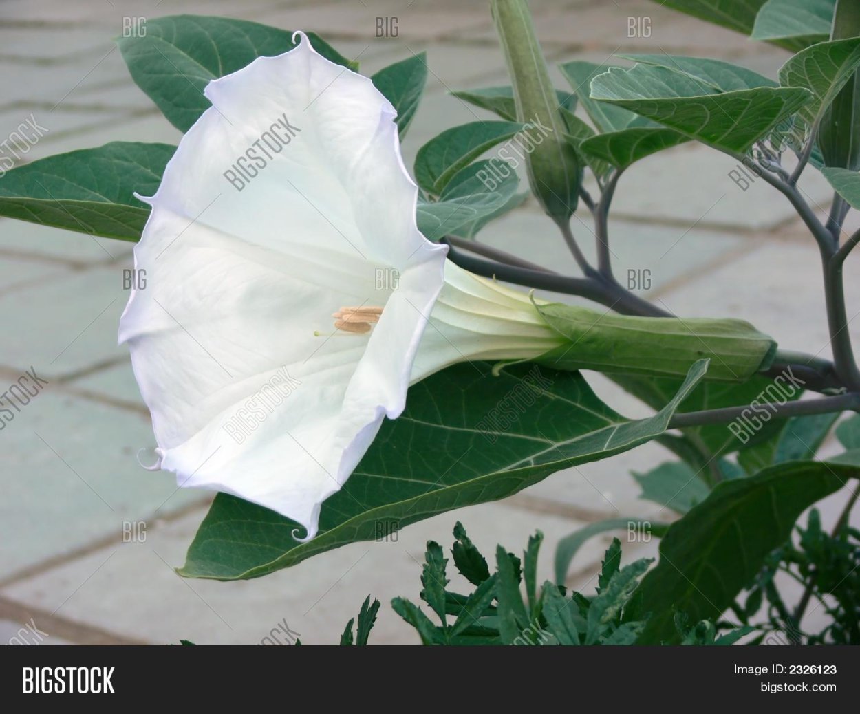 Бругмансия Датура