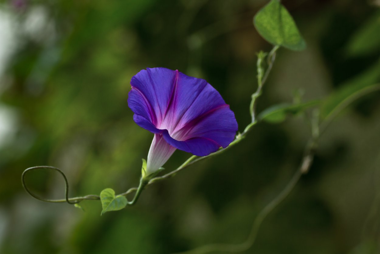 Датура (дурман) белый рыцарь