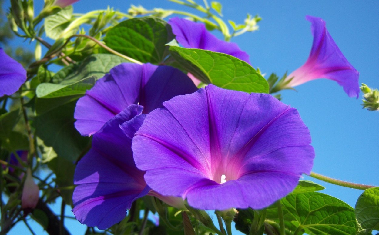 Цветок цветет граммофонами